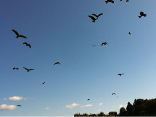 image-20111126073312.png