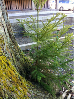 image-20111215223047.png