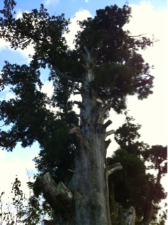 image-20111215223220.png